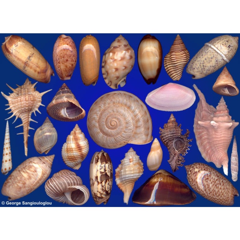 Seashells composition from auction November 2022