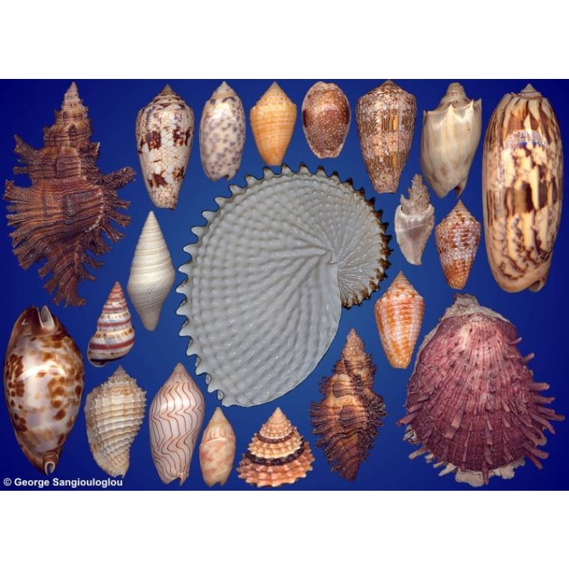 Seashells composition from auction February 2023