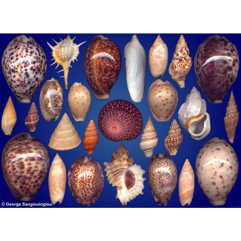 Seashells composition from auction March 2023